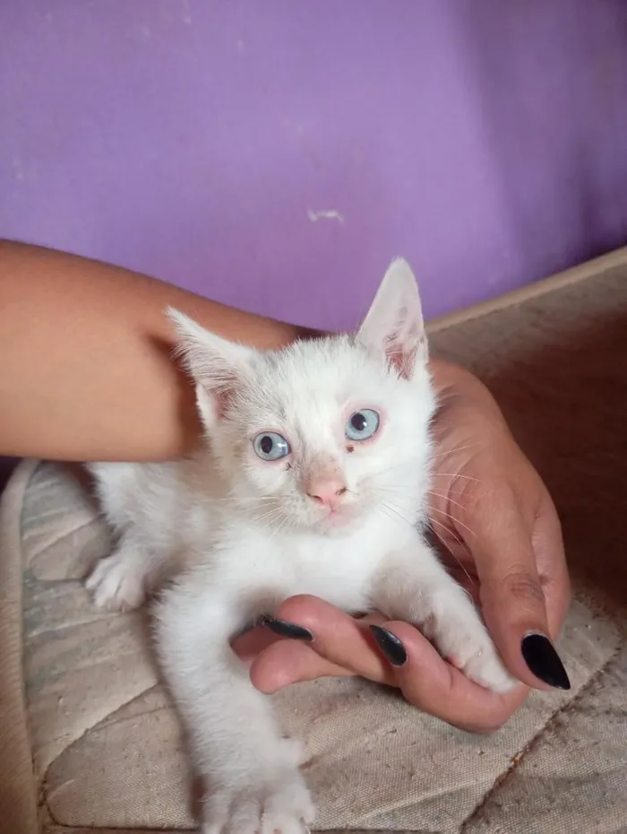Gato raça SRD-ViraLata idade 2 a 6 meses nome não possui 