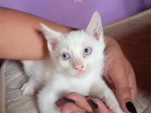 Gato raça SRD-ViraLata idade 2 a 6 meses nome não possui 