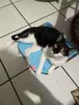 Oreo