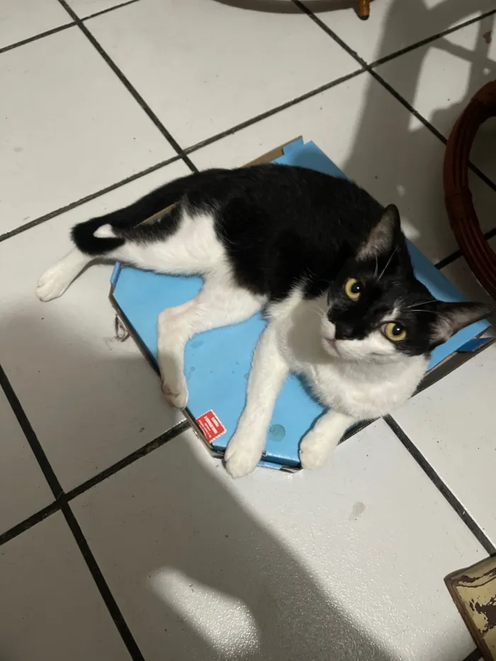 Gato raça SRD-ViraLata idade 6 ou mais anos nome Oreo