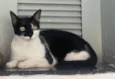 Oreo