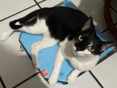 Gato raça SRD-ViraLata idade 6 ou mais anos nome Oreo