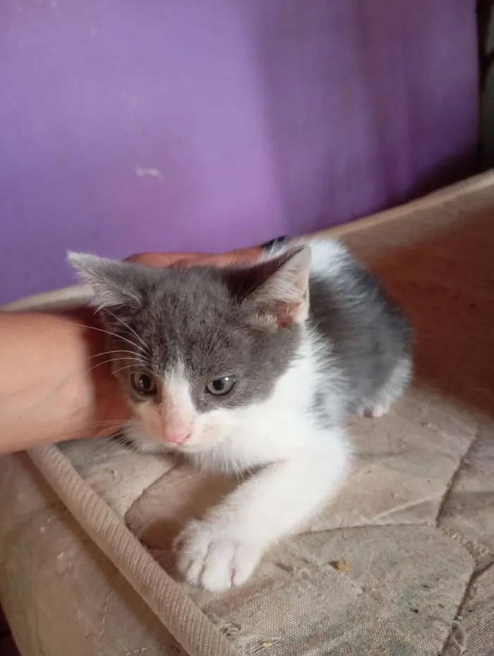 Gato raça SRD-ViraLata idade 2 a 6 meses nome não possui 