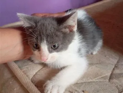 Gato raça SRD-ViraLata idade 2 a 6 meses nome não possui 