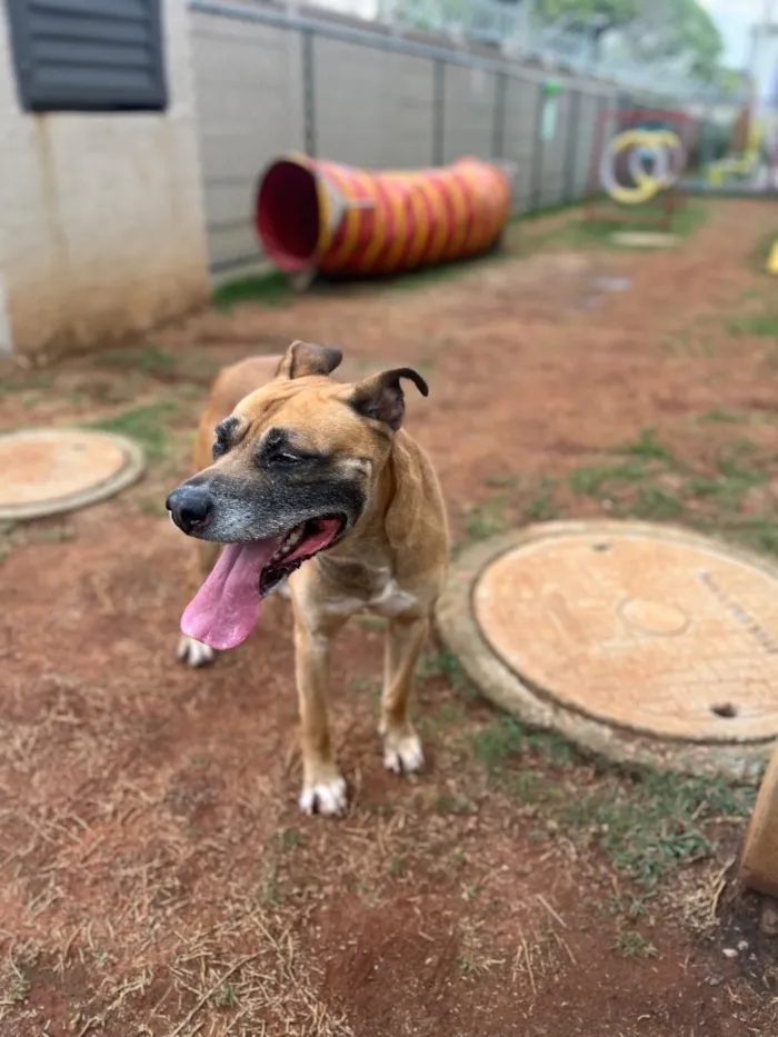 Cachorro raça SRD-ViraLata idade 5 anos nome OZzy