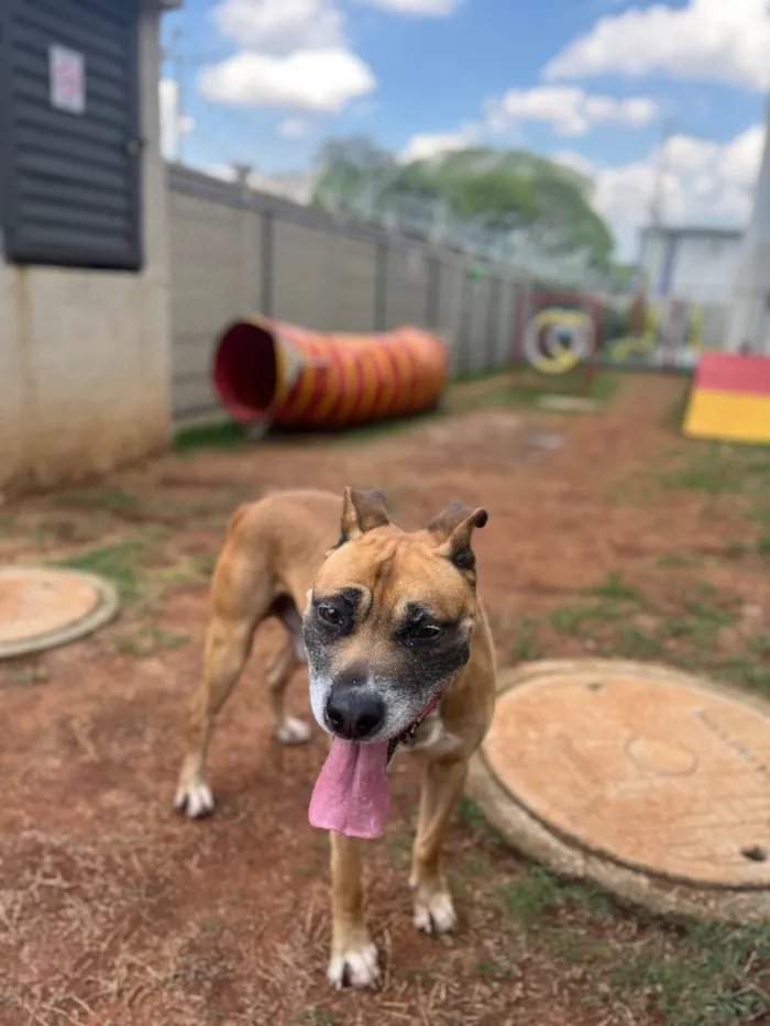 Cachorro raça SRD-ViraLata idade 5 anos nome OZzy