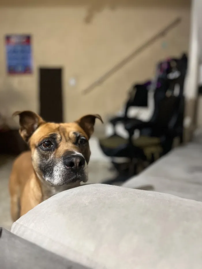 Cachorro raça SRD-ViraLata idade 5 anos nome OZzy