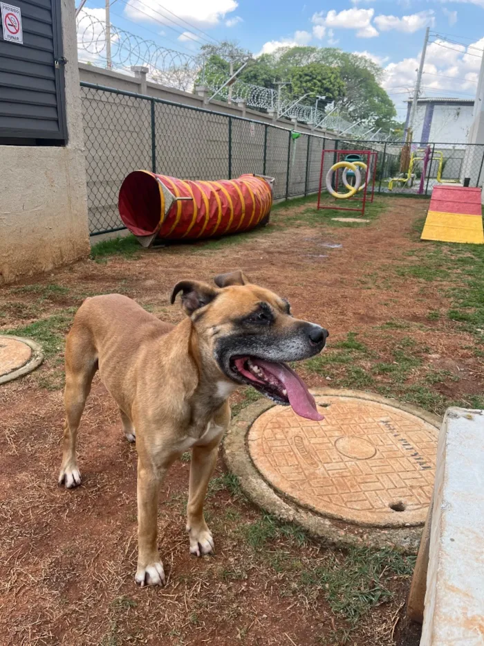 Cachorro raça SRD-ViraLata idade 5 anos nome OZzy