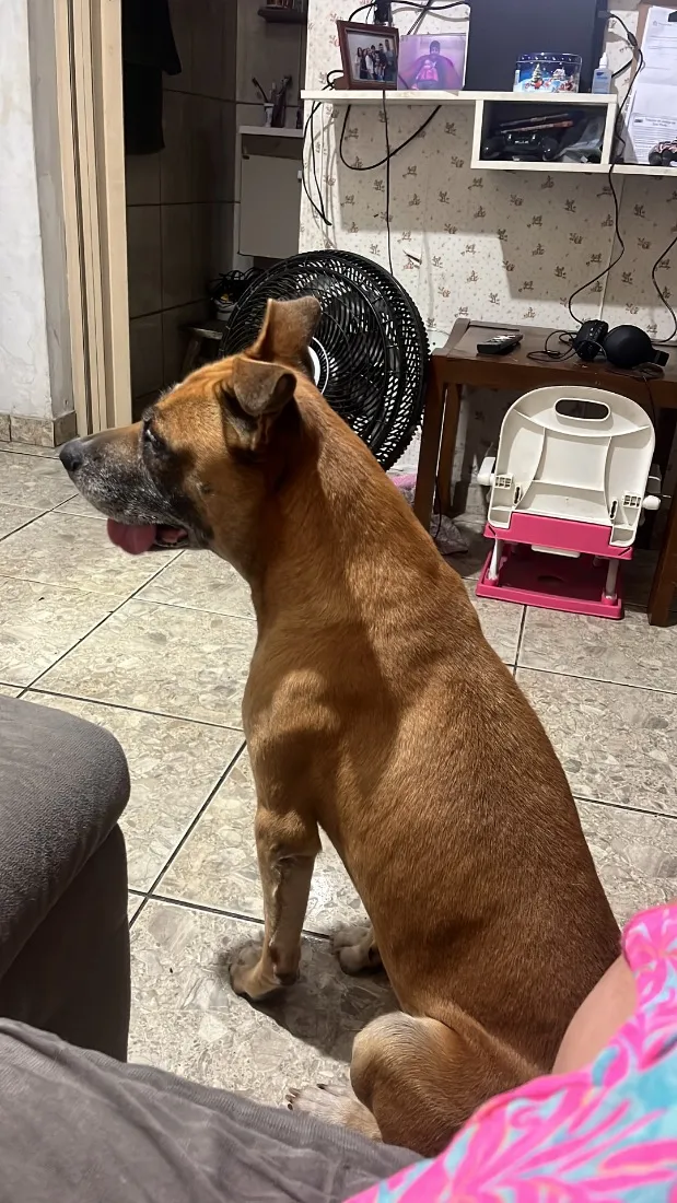 Cachorro raça SRD-ViraLata idade 5 anos nome OZzy