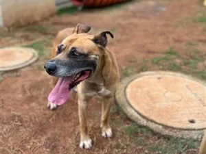 Cachorro raça SRD-ViraLata idade 5 anos nome OZzy