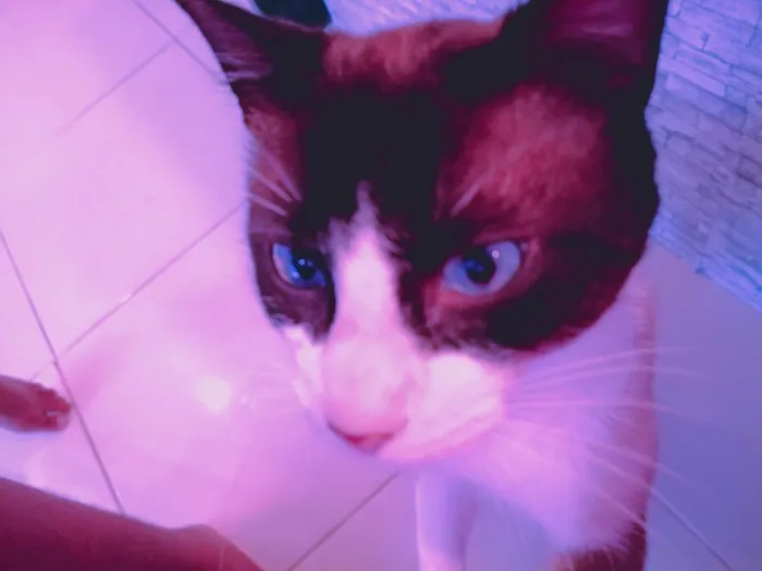 Gato raça SRD-ViraLata idade 7 a 11 meses nome bento 