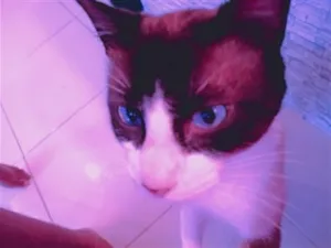 Gato raça SRD-ViraLata idade 7 a 11 meses nome bento 