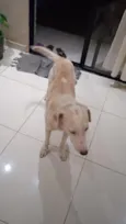 Simba 