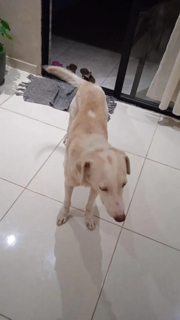 Cachorro raça SRD-ViraLata idade 2 anos nome Simba 