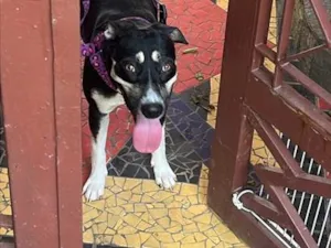 Cachorro raça SRD-ViraLata idade 2 anos nome Murphy