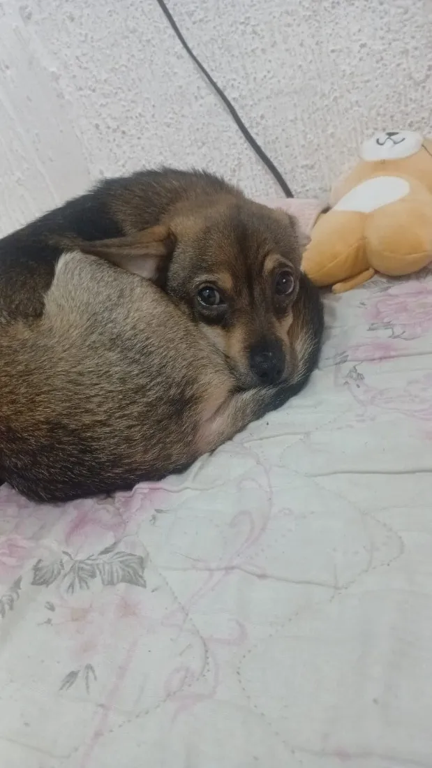 Cachorro raça SRD-ViraLata idade 2 a 6 meses nome Cleitinho