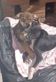 Cleitinho