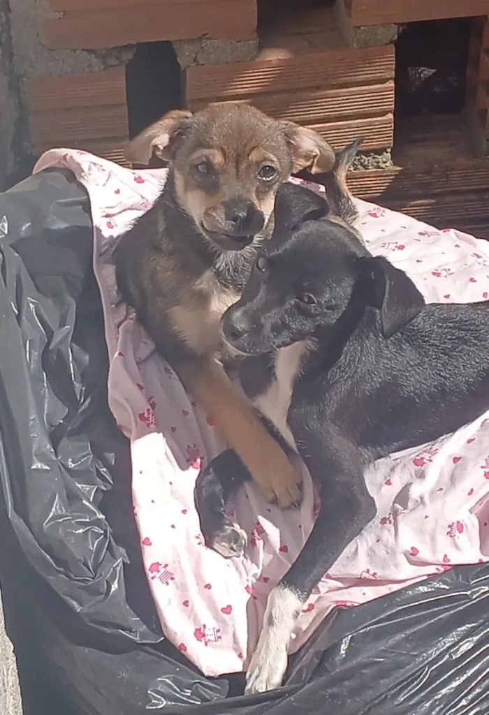 Cachorro raça SRD-ViraLata idade 2 a 6 meses nome Cleitinho