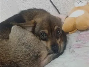 Cachorro raça SRD-ViraLata idade 2 a 6 meses nome Cleitinho