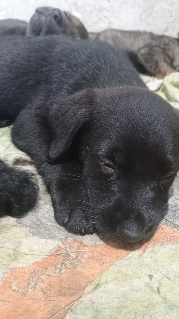 Cachorro raça SRD-ViraLata idade Abaixo de 2 meses nome Não demos nomes