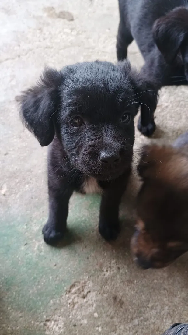 Cachorro raça SRD-ViraLata idade Abaixo de 2 meses nome Não demos nomes