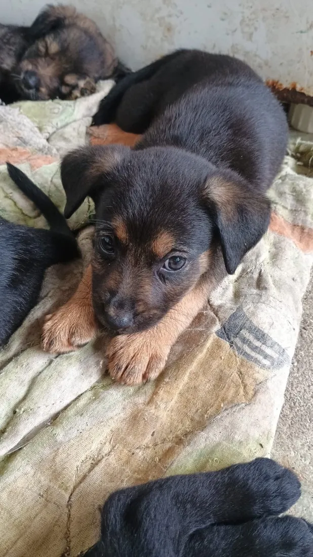 Cachorro raça SRD-ViraLata idade Abaixo de 2 meses nome Não demos nomes