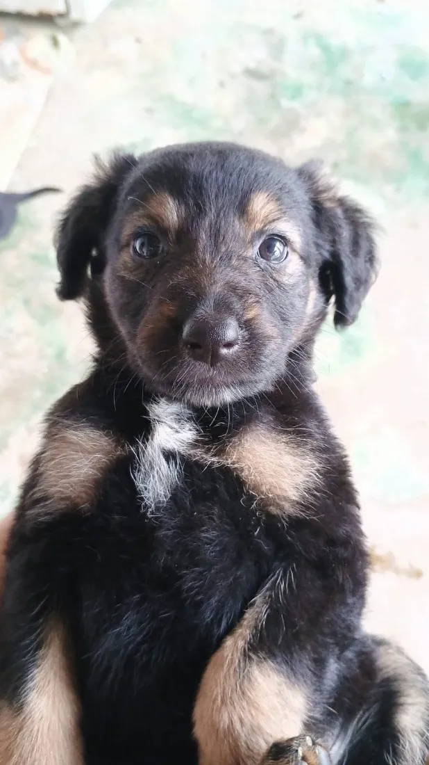 Cachorro raça SRD-ViraLata idade Abaixo de 2 meses nome Não demos nomes