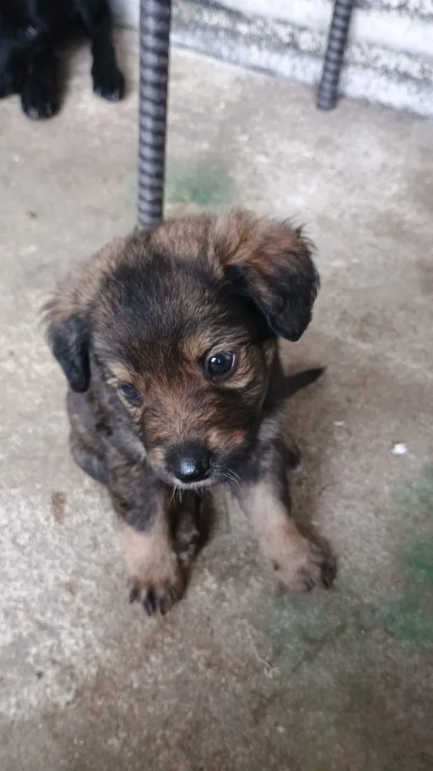 Cachorro raça SRD-ViraLata idade Abaixo de 2 meses nome Não demos nomes