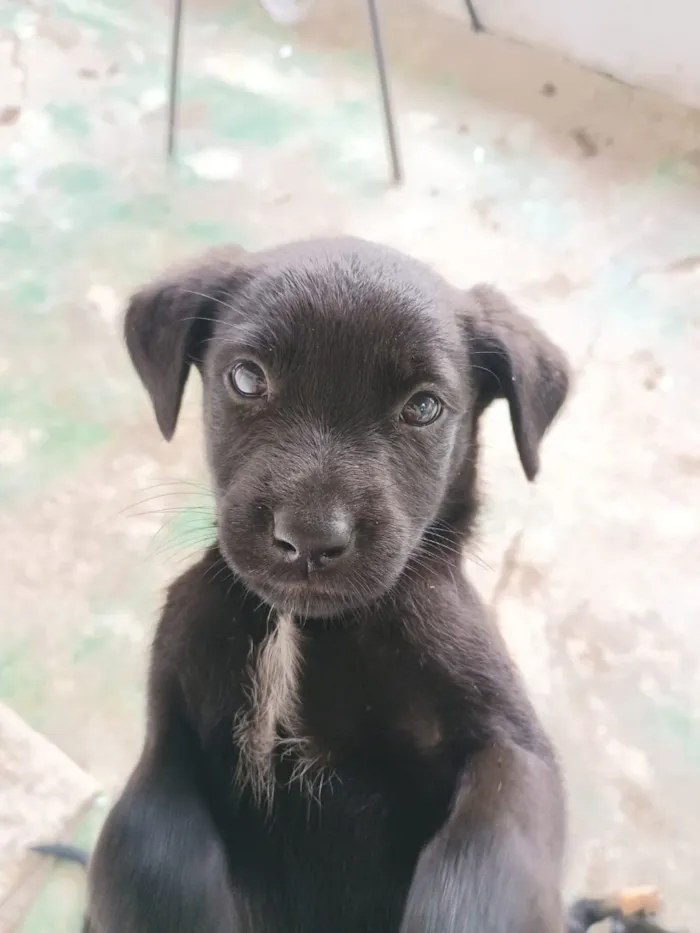 Cachorro raça SRD-ViraLata idade Abaixo de 2 meses nome Não demos nomes