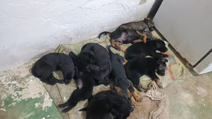 Cachorro raça SRD-ViraLata idade Abaixo de 2 meses nome Não demos nomes