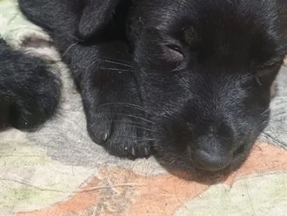 Cachorro raça SRD-ViraLata idade Abaixo de 2 meses nome Não demos nomes