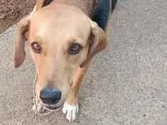Cachorro raça Rottweiler idade 2 anos nome Isabela 