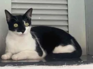 Gato raça SRD-ViraLata idade 6 ou mais anos nome Oreo