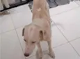 Simba 