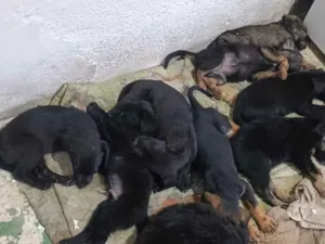 Cachorro raça SRD-ViraLata idade Abaixo de 2 meses nome Não demos nomes