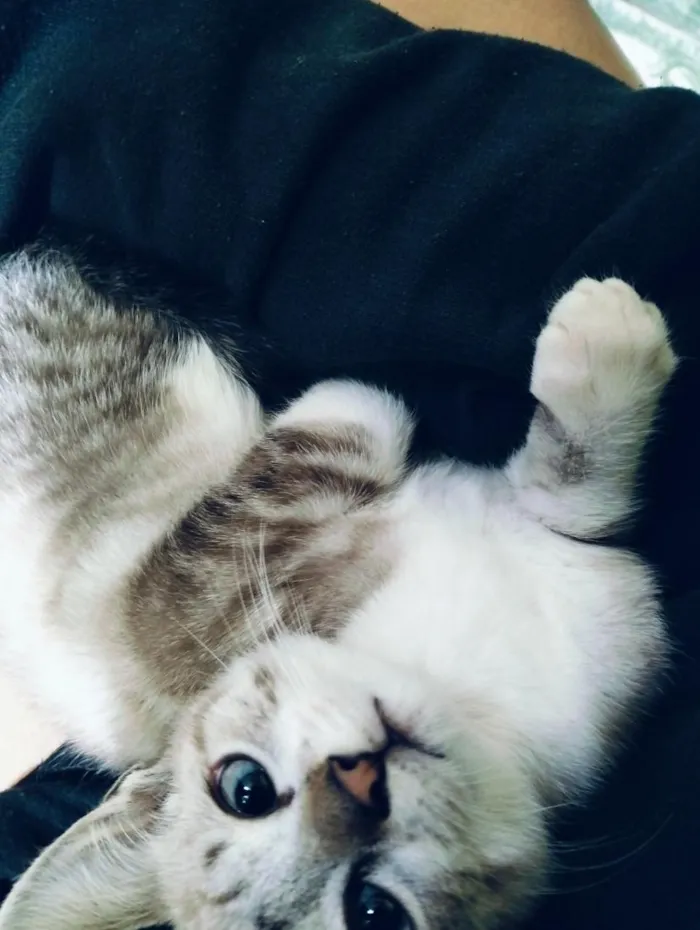 Gato raça SRD-ViraLata idade 1 ano nome sem nome 