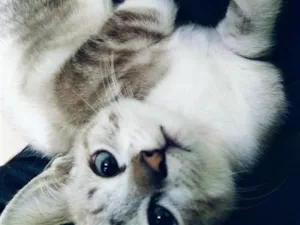 Gato raça SRD-ViraLata idade 1 ano nome sem nome 