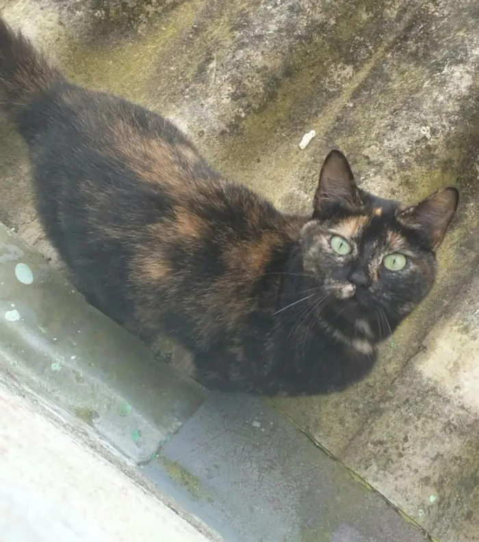 Gato raça SRD-ViraLata idade 2 anos nome sem nome 