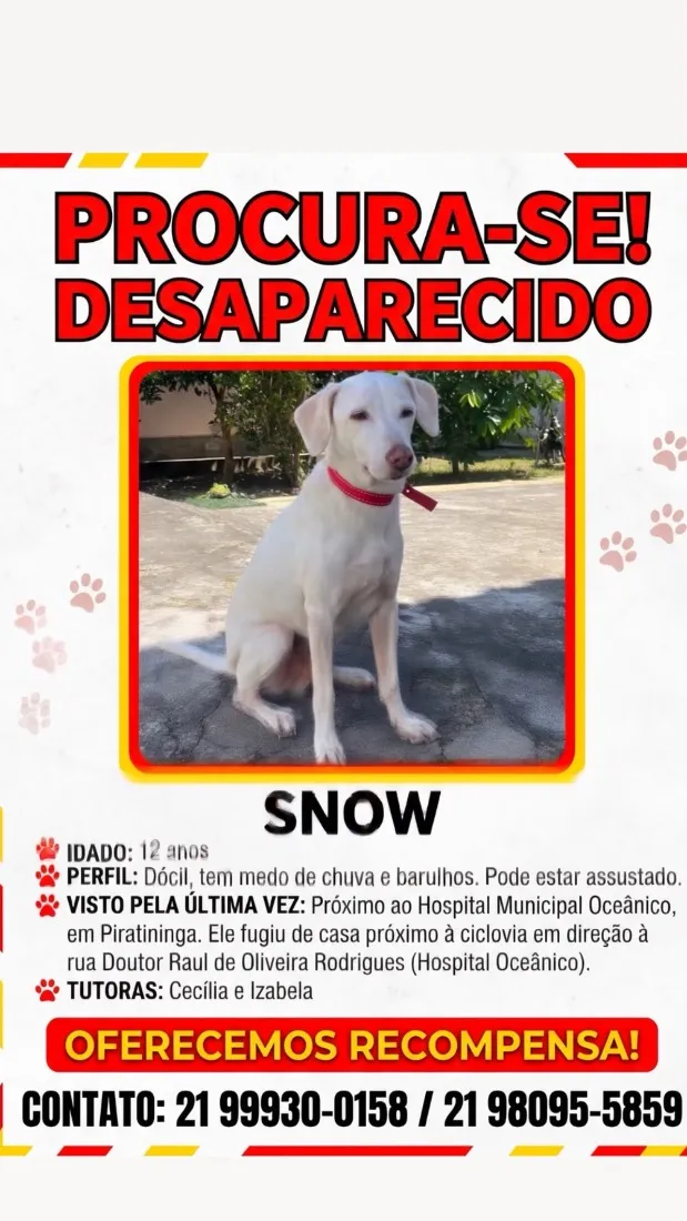 Cachorro raça SRD-ViraLata idade 6 ou mais anos nome Snow