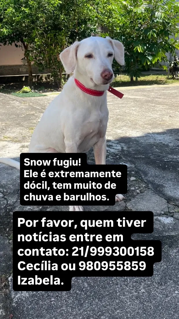 Cachorro raça SRD-ViraLata idade 6 ou mais anos nome Snow