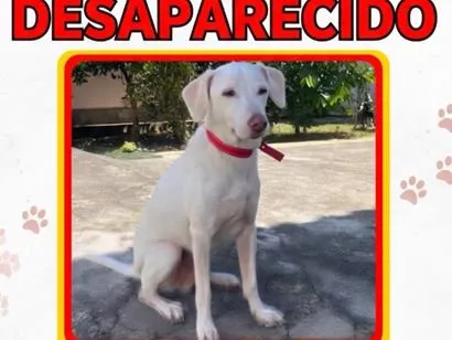 Cachorro raça SRD-ViraLata idade 6 ou mais anos nome Snow