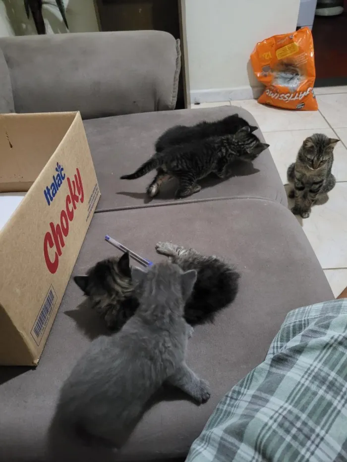 Gato raça SRD-ViraLata idade Abaixo de 2 meses nome não possui