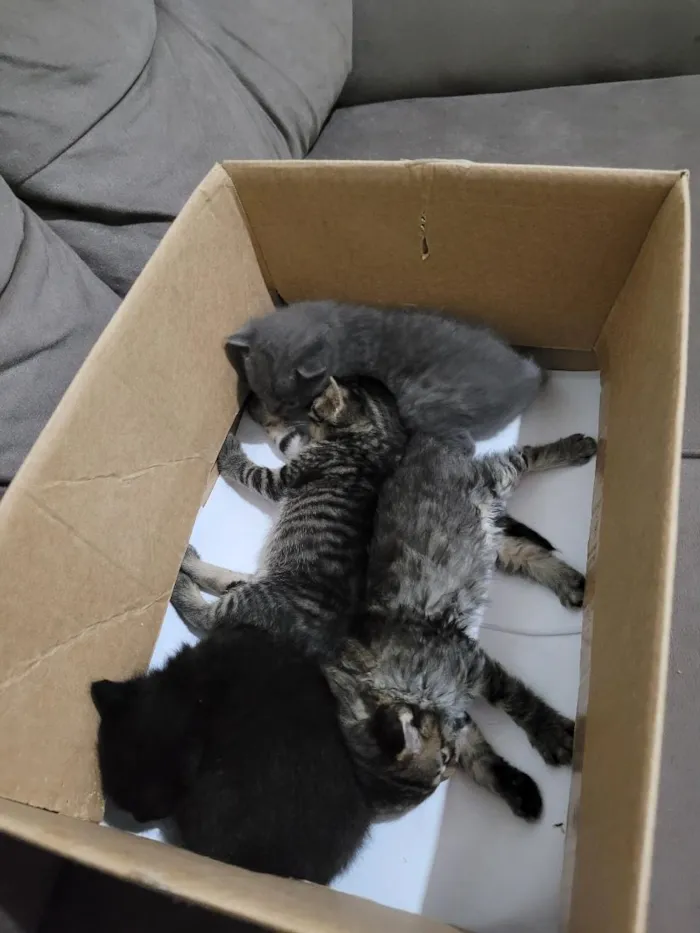 Gato raça SRD-ViraLata idade Abaixo de 2 meses nome não possui