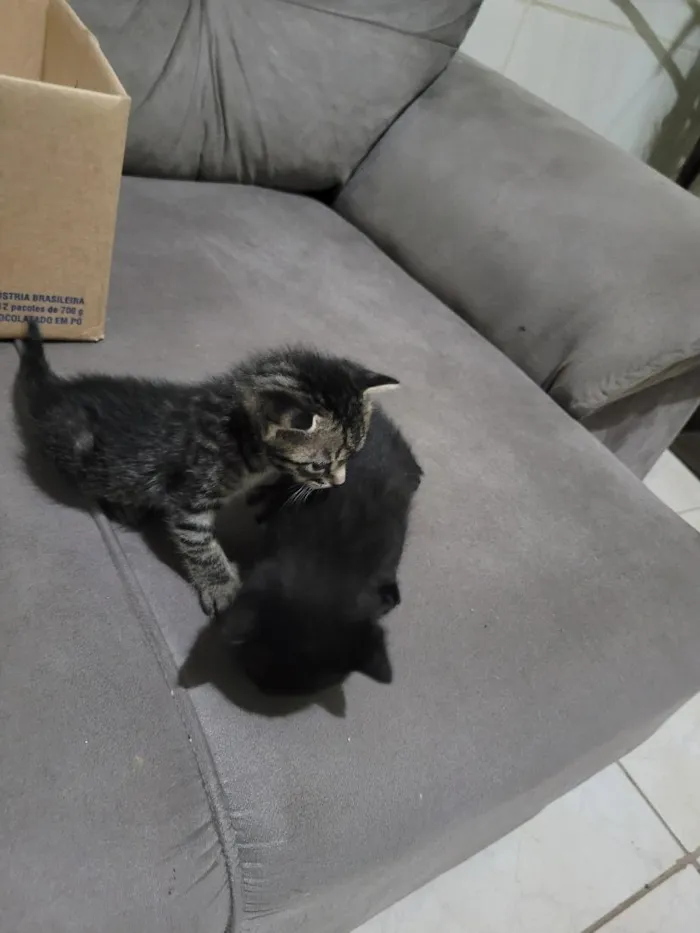 Gato raça SRD-ViraLata idade Abaixo de 2 meses nome não possui
