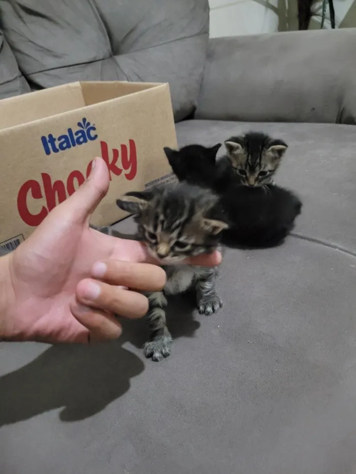 Gato raça SRD-ViraLata idade Abaixo de 2 meses nome não possui