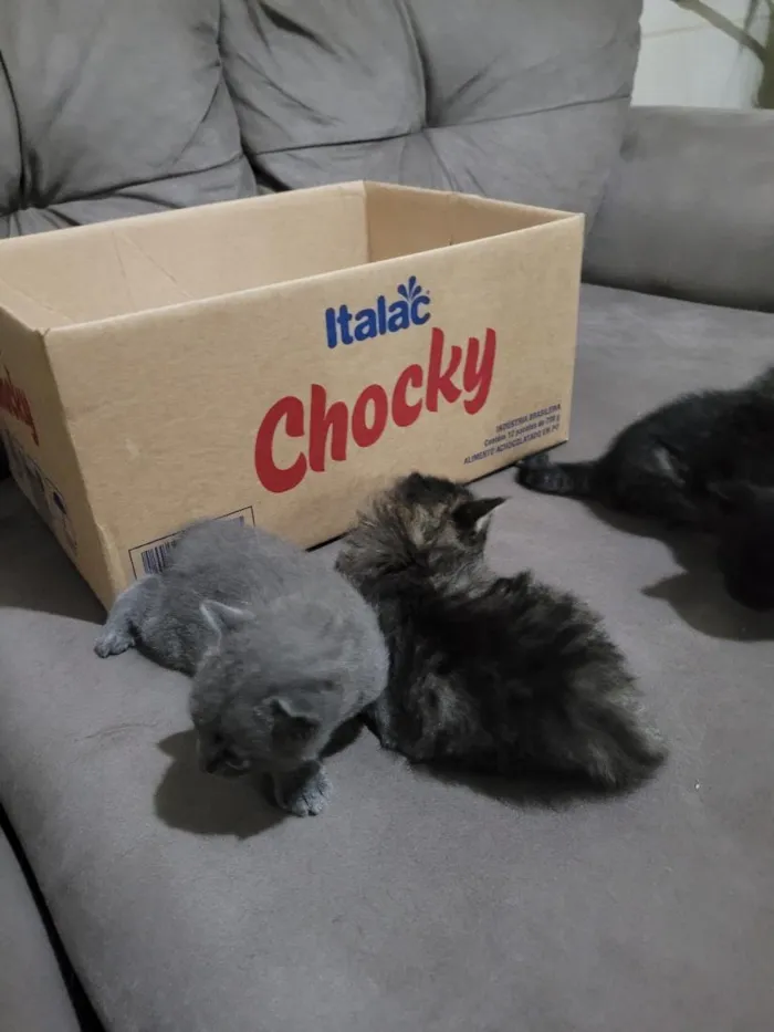 Gato raça SRD-ViraLata idade Abaixo de 2 meses nome não possui