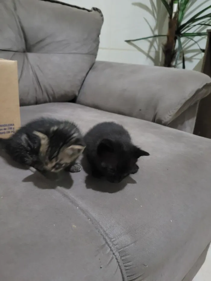 Gato raça SRD-ViraLata idade Abaixo de 2 meses nome não possui