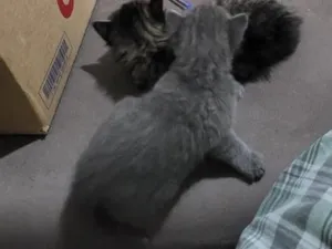 Gato raça SRD-ViraLata idade Abaixo de 2 meses nome não possui