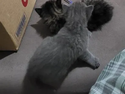 Gato raça SRD-ViraLata idade Abaixo de 2 meses nome não possui