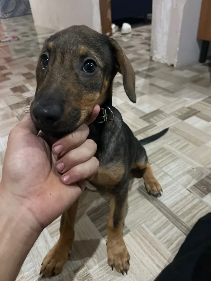 Cachorro raça SRD-ViraLata idade 2 a 6 meses nome Thor